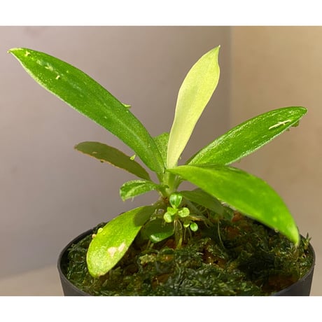 Schismatoglottis sp. "初霜錦" from Murung raya [LA0515-05]