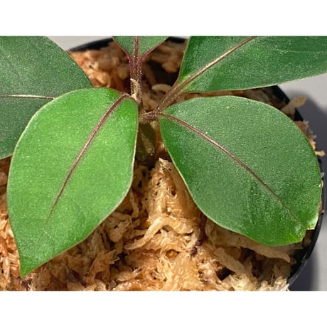 Miconia aff. gauco  from Ecuador