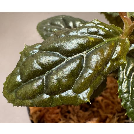 Ardisia sp. from Bengkulu [LA0315-1]