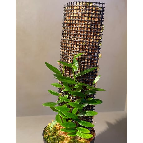 Ficus sp. from Bau