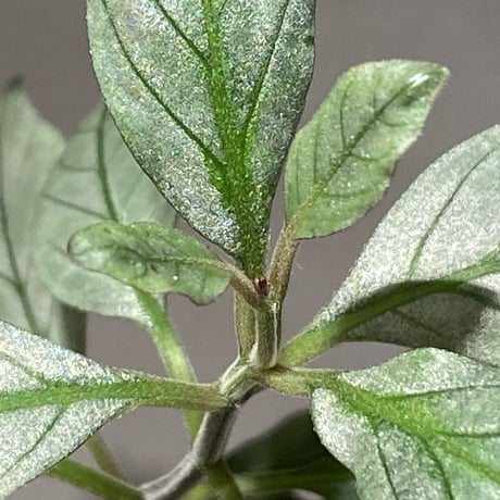 Acanthaceae gen. from Laos [LA]