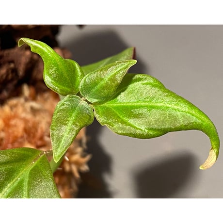 Pachycentria sp. from Selangor