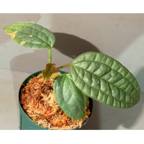 Anthurium arisaemoides