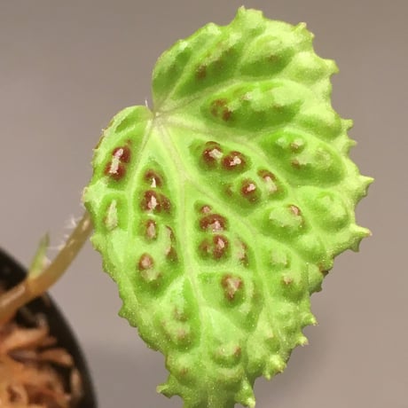 Begonia sp. from Kapuas hulu Sumatera