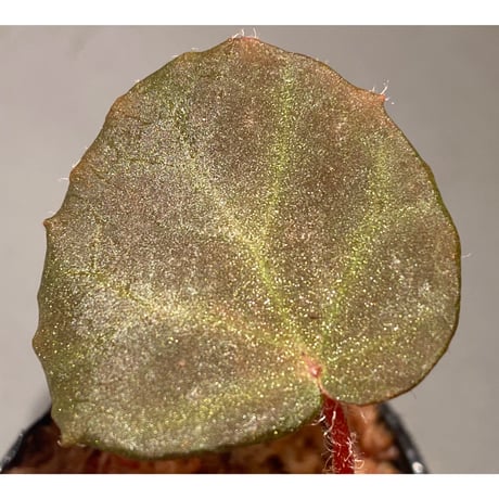 Begonia sp. from Chiku Kelantan