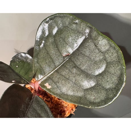Ardisia sp. from Kapuas fulu West Kalimantan