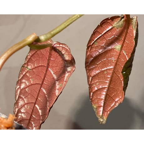 Pterisanthes sp. from Sidikalang [R0817-01c]