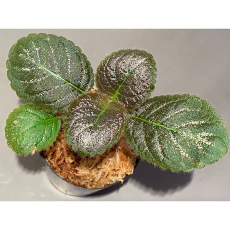 Gesneriaceae, Episcia lilacina from Colombia 2016 [tanakay]