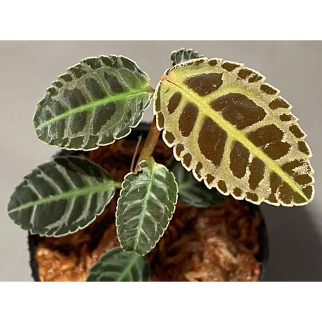 Emblemantha urnulata (Labisia sp.) from Riau sumatera [LA0815-01]