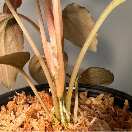 Homalomena sp. "Black Sapphire" from Kepulauan riau