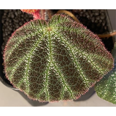 Begonia ningmingensis var. bella