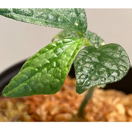 Elatostema sp. (Sri Lanka) ?