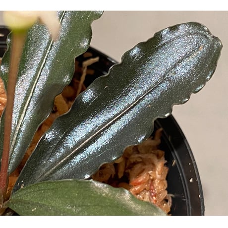 Bucephalandra sp. "Chocolata" [カミハタ便]