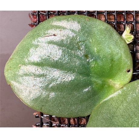 Rhaphidophora sp. from Nanga pinoh West Kalimantan