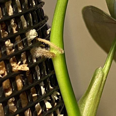 Philodendron sp. from Iquitos Peru [tanakay]