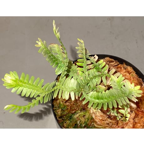 Selaginella sp. バリエガータ from "Nanga pinoh" [TB]