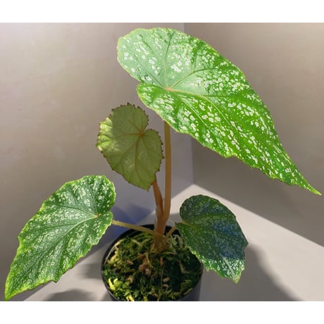 Begonia sp. from Na Hang [YH1118] TK