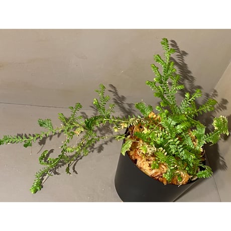 Selaginella sp. from Iquitos Peru [tanakay]