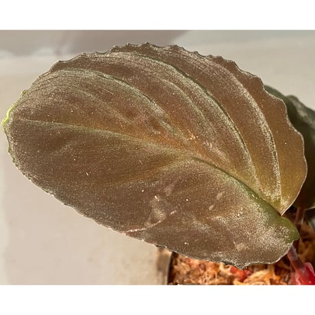 Homalomena sp. "Red leaf" from Kalbar [AZ0823-2]