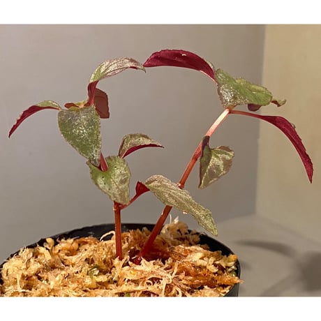 Melastoma sp. from Sibolga