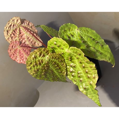 Begonia ferox from Northern Vietnam