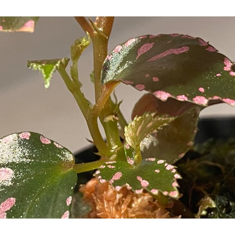 Begonia sp. ぼっち株 from Julau [R1214-01b]