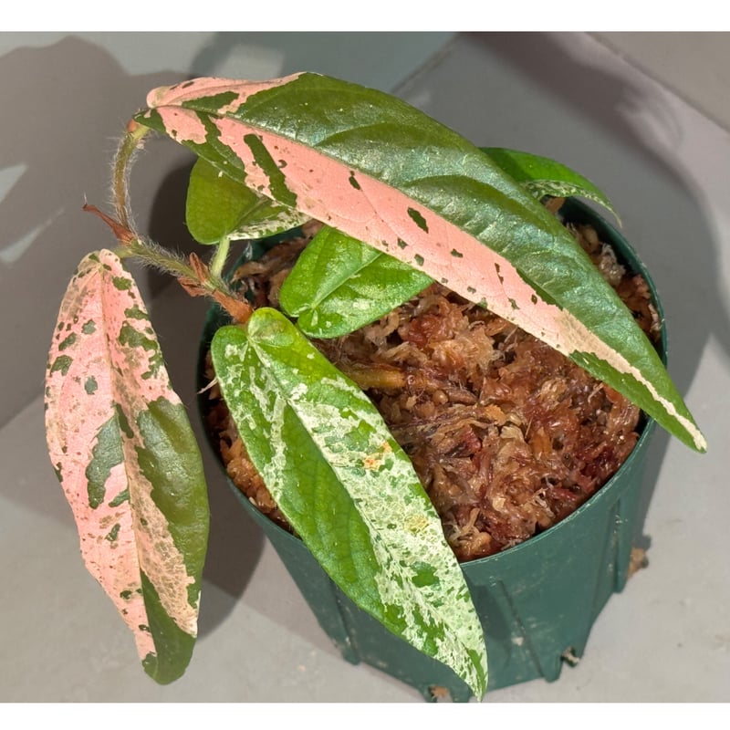 Ficus sp. 