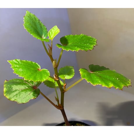 Begonia sp. from North Toraja [S0919-02] STRINGE PLANTS