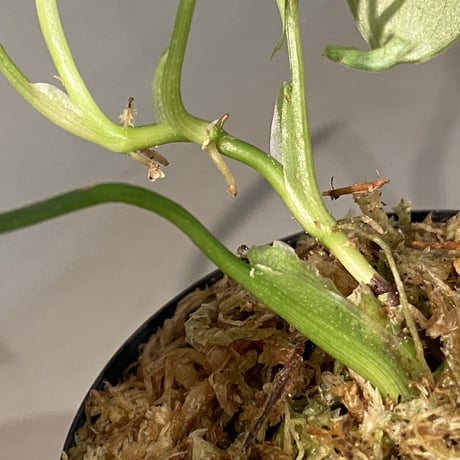 Philodendron sp. from Ecuador