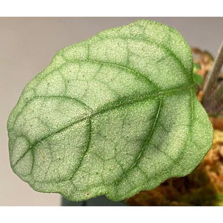 Hemigraphis reptans from Mindanao [KSB]