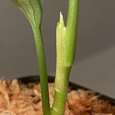 Aglaonema pictum 4color "炎月" from Tigalingga [HW0818-XG]