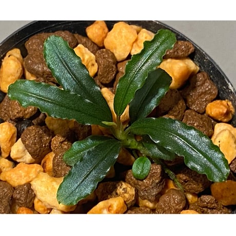 Bucephalandra sp. "MEDUSA" ①
