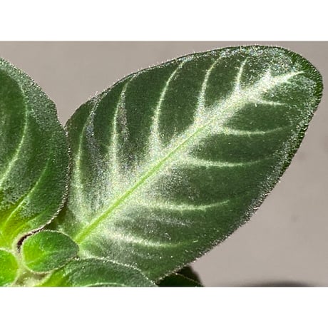 Codonoboea cf. pumilla from Riau sumatera [LA1119-02]