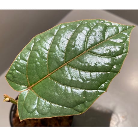 Pterisanthes sp. from Sabah-1 [R0515-01a]