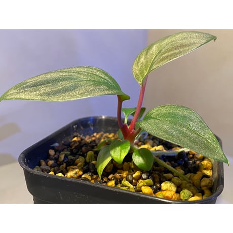 Homalomena sp. from West Kalimantan
