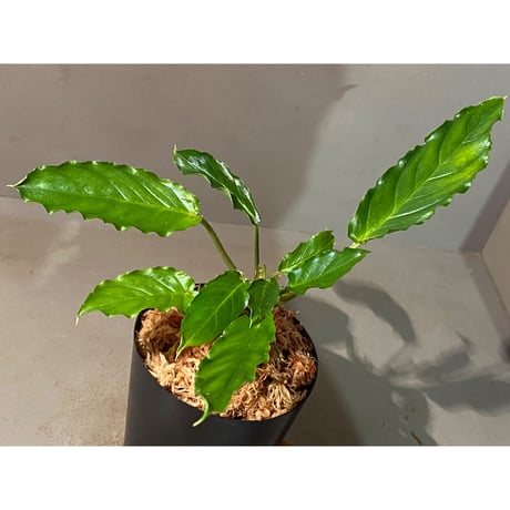 Homalomena sp. "Euclase" from Riau sumatera [LA0518-02]①