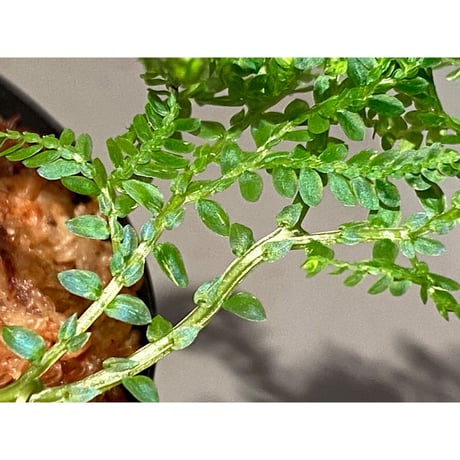 Selaginella willdenowii "variegata" 伊藤蟻植物農園