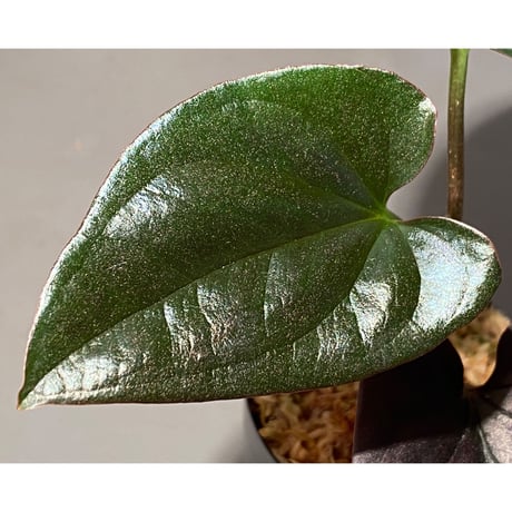 Syngonium sp. from Choco Colombia [tanakay]