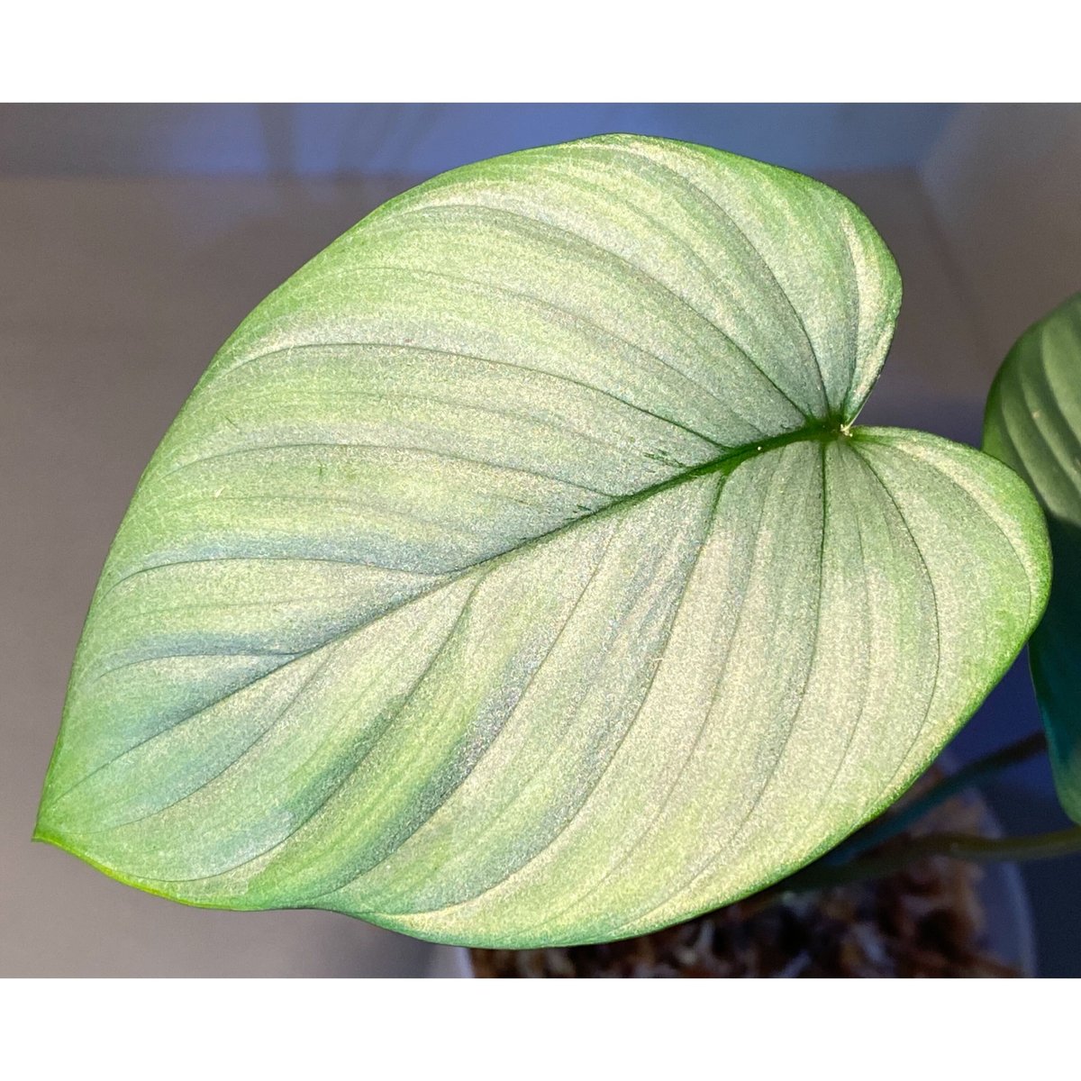 Homalomena sp. Aceh sumatera【LA1118-03】 謎銀 ホマロメナ 熱帯植物