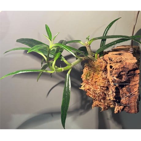 Columnea crassifolia 伊藤蟻植物農園