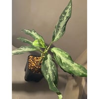 Aglaonema pictum A from Aceh sumatera [LA1115-03 i] ①
