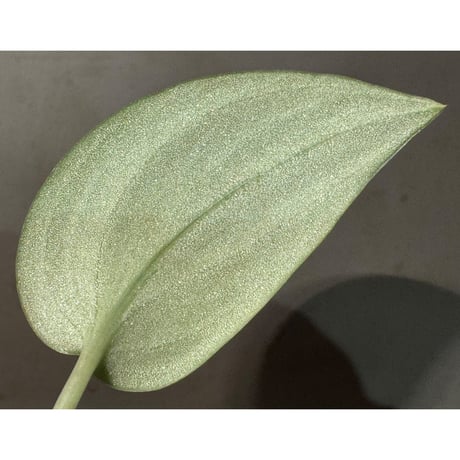 Scindapsus sp. "Green Army"