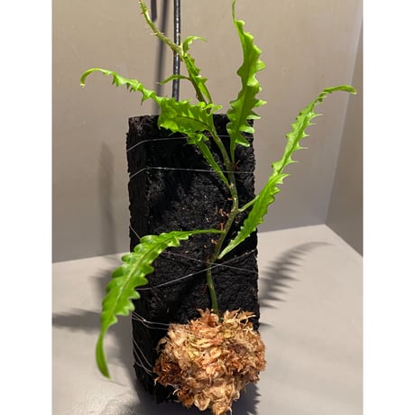 Solanopteris bifrons from Madre de Dios [LA1017-04]