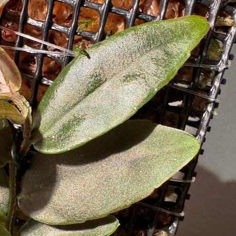 Marcgravia sp. "Azreal"