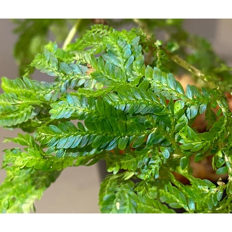 Selaginella sp.  from Genting Highland
