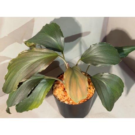 フルタドア | STORES