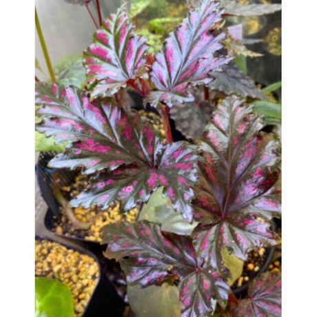 Begonia serratipetara from New Guinea