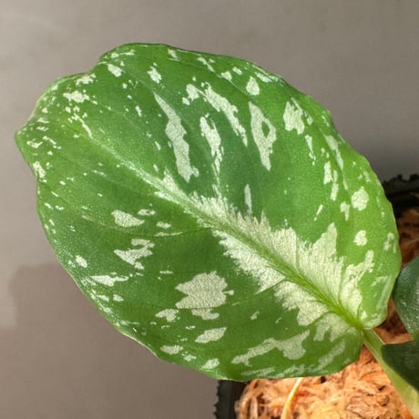 Schismatoglottis Rongisupata from West Kalimantan [KN]