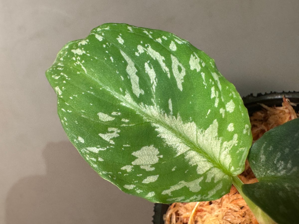 Schismatoglottis Rongisupata from West Kalimant