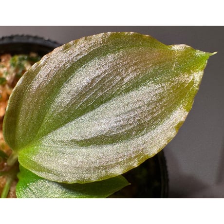 Homalomena sp. "Red" from Bogor